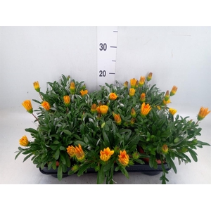 Gazania splen. 'Gelbe Jupiter'