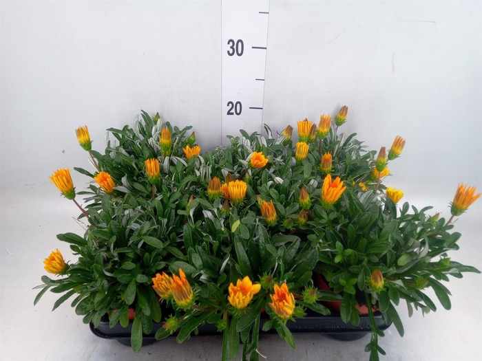 <h4>Gazania splen. 'Gelbe Jupiter'</h4>