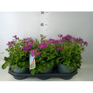 Arabis blepharophylla