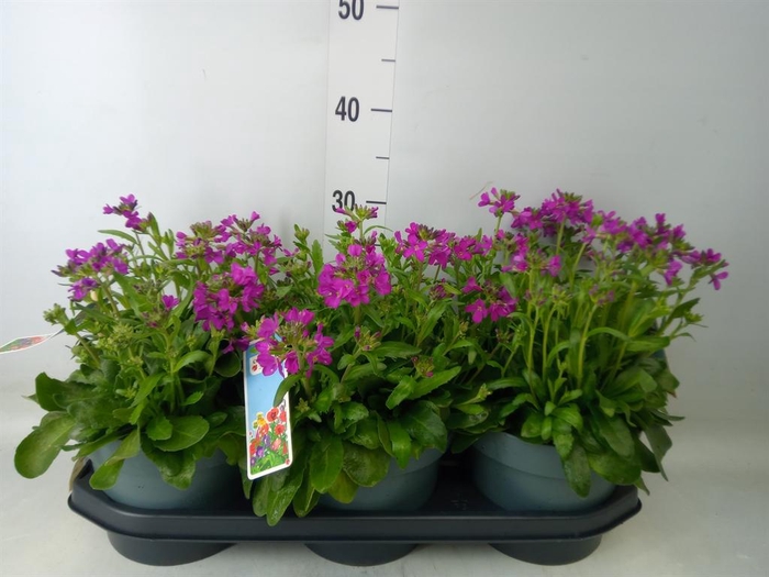 <h4>Arabis blepharophylla</h4>