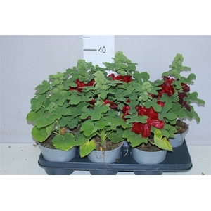 Alcea Rosea Red