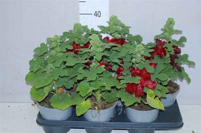 <h4>Alcea Rosea Red</h4>