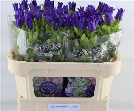 <h4>Campanula M Champion Blue</h4>