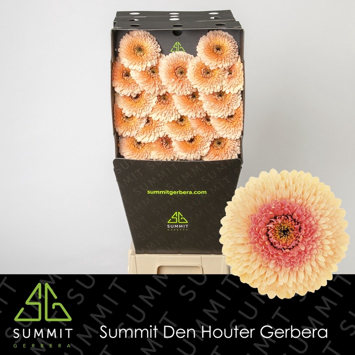 <h4>Germini Pomponi Jayjay Diamond per kaart</h4>