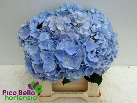 <h4>HYDR M CH VERENA BL</h4>