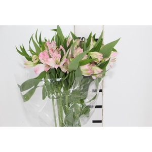 ALSTROEMERIA DUBAI 080 CM