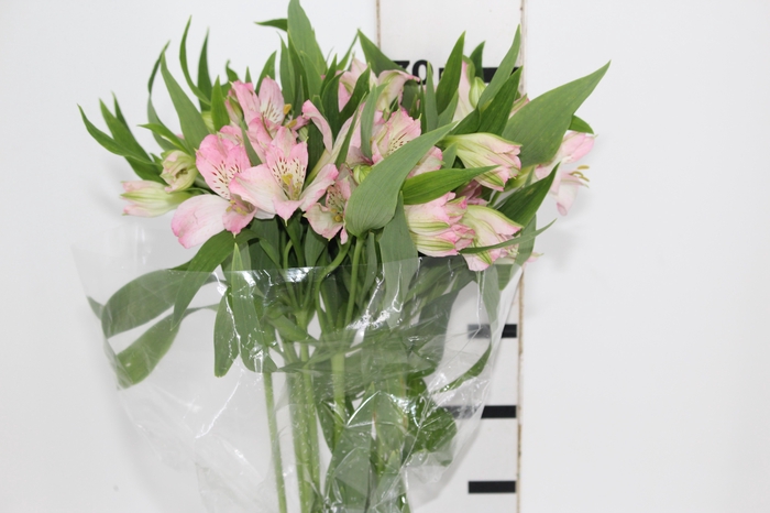 <h4>ALSTROEMERIA DUBAI 080 CM</h4>