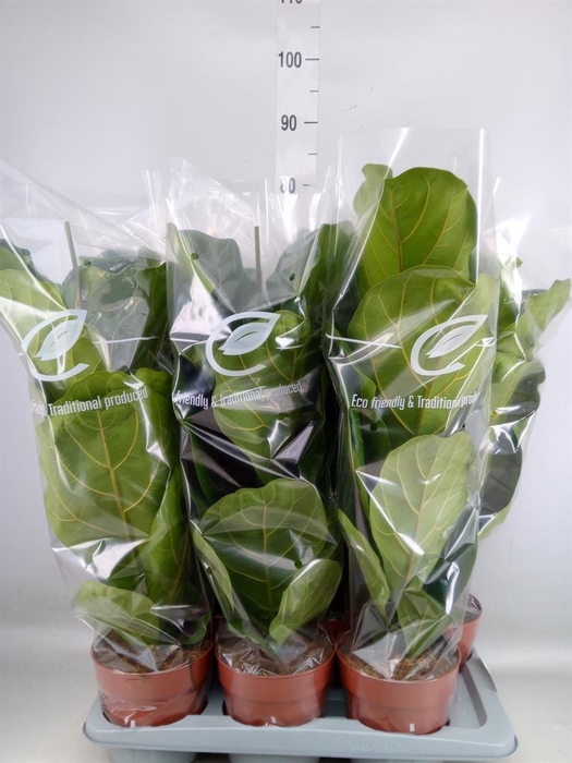 <h4>Ficus lyrata</h4>