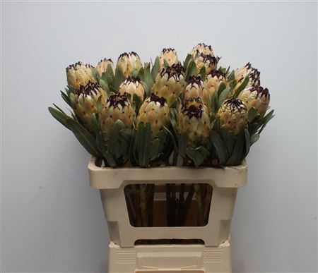 <h4>Protea Lady Pearl</h4>