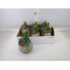Arr.  Succulents L%