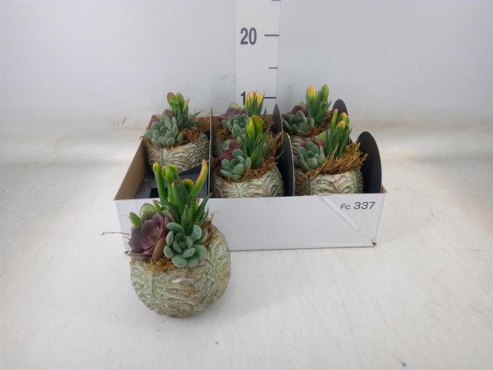 Arr.  Succulents L%