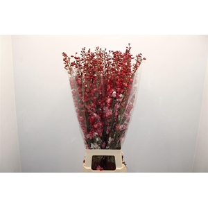 Delph Du White Red Dyed Ex