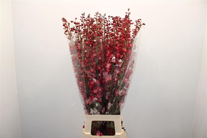 <h4>Delph Du White Red Dyed Ex</h4>