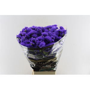 Lim S Crystal Dark Blue