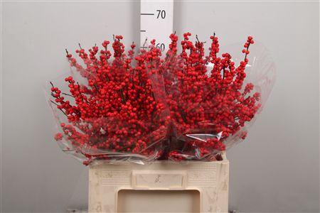 <h4>Ilex Ve Rode Bes</h4>