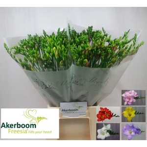 Freesia enk Mix