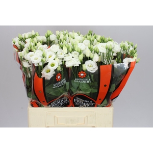 Eust Du Rosita White 65cm