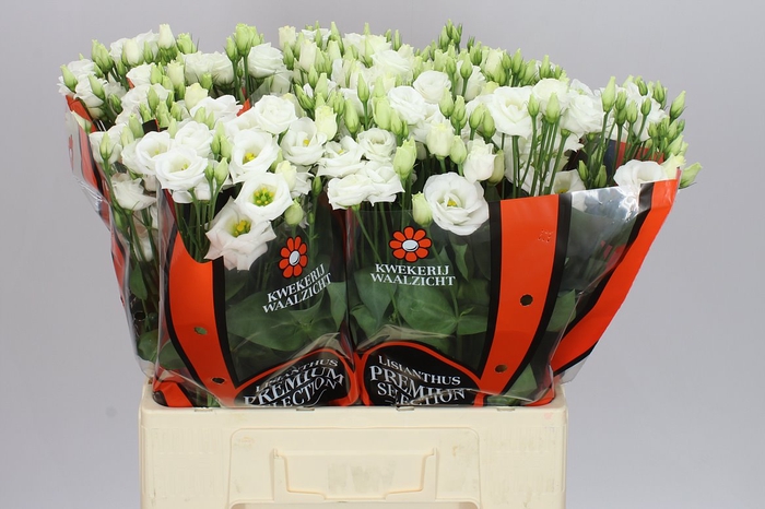 <h4>Eust Du Rosita White 65cm</h4>