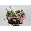 Dahlia Wizard of Oz