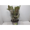 BROMELIA IMPERIAL P27 VERDE/VERMELHO