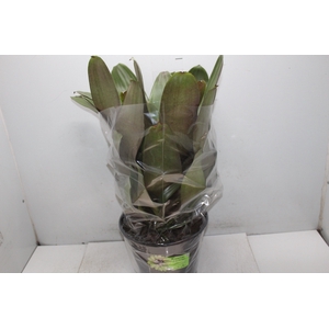 BROMELIA IMPERIAL P27 VERDE/VERMELHO