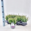 Calluna Garden Girls Hilda