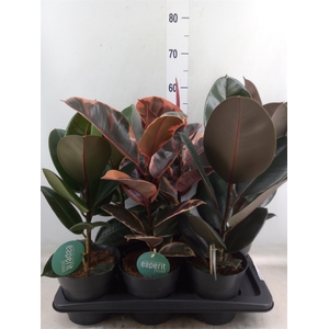 Ficus elastica   ...