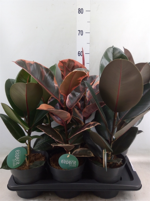 <h4>Ficus elastica   ...</h4>