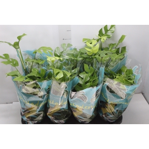 PHILODENDRON MINIMA P15