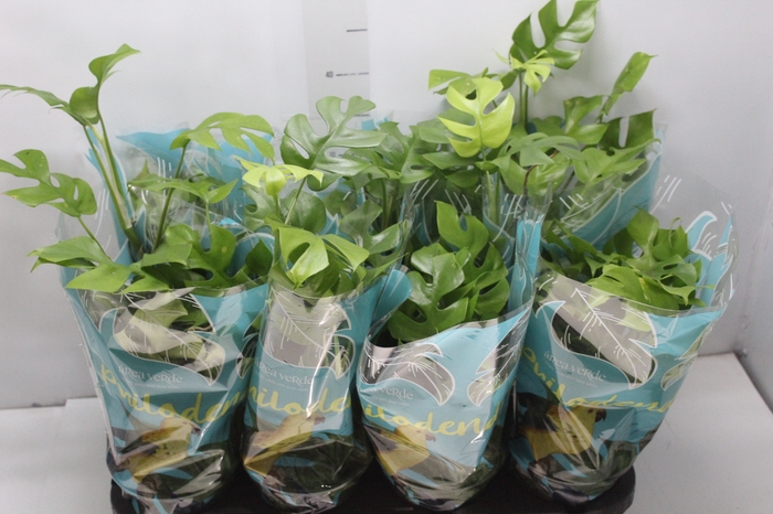 <h4>PHILODENDRON MINIMA P15</h4>