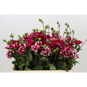 Dahlia Fiorentina