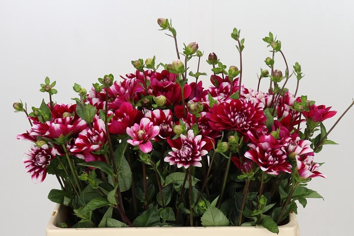 <h4>Dahlia Fiorentina</h4>