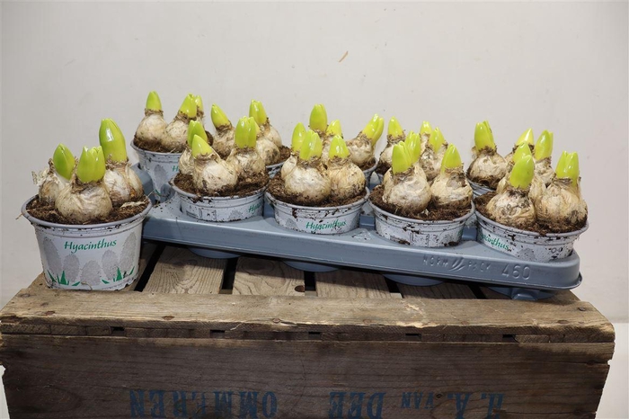 <h4>Hyacin White Ideal</h4>