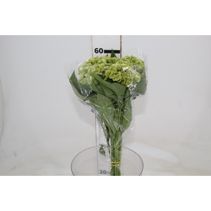 CEL. BOMBAY GREEN 060 CM VERDE