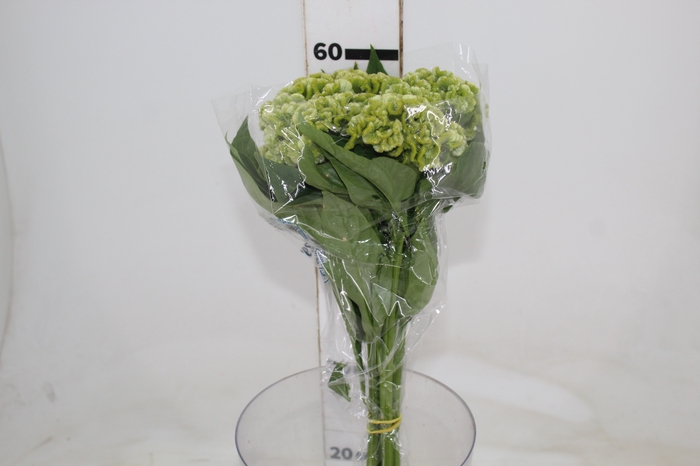 CEL. BOMBAY GREEN 060 CM VERDE