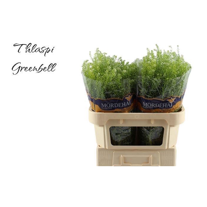 <h4>LEP RU GREEN BELL</h4>