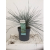 FEST GLAUCA