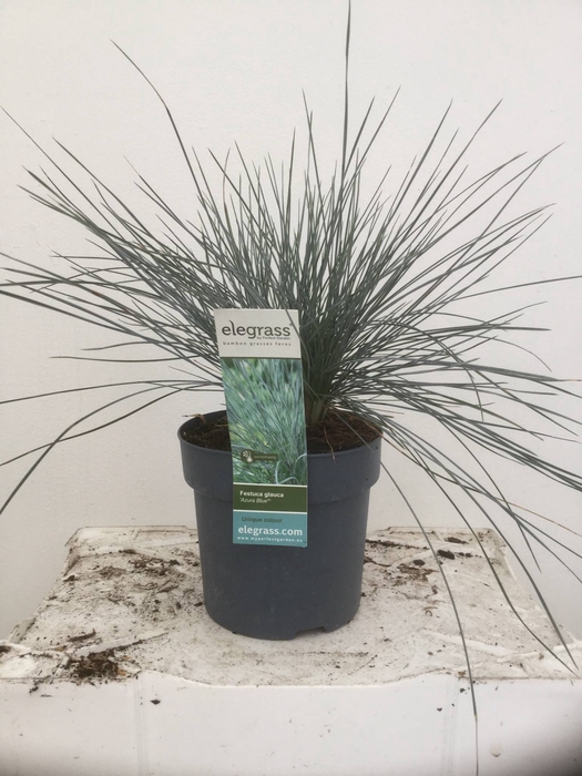 FEST GLAUCA