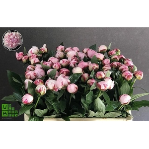 PAEO L SARA BERNHARD