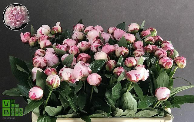 <h4>PAEO L SARA BERNHARD</h4>