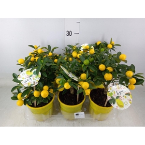 Fortunella margarita