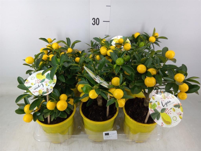 <h4>Fortunella margarita</h4>