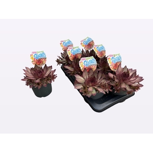 SEMP CCG COPPER CANY