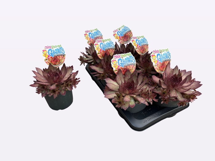 <h4>SEMP CCG COPPER CANY</h4>