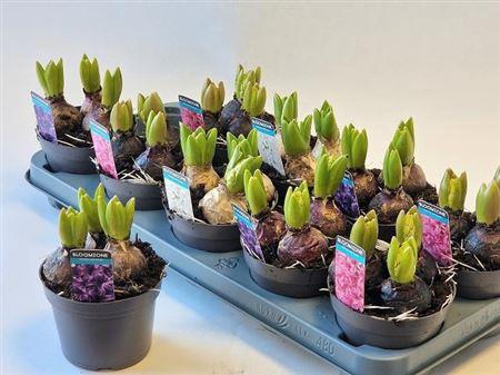 arr8 Hyacin Gem 3 Kl