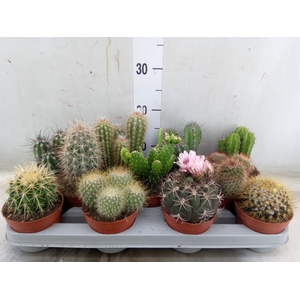 Cactus   ...mix