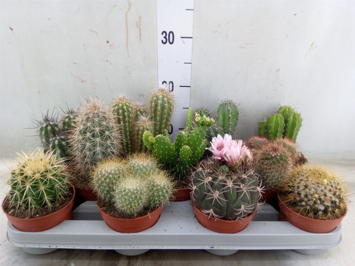 <h4>Cactus   ...mix</h4>
