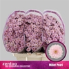 Chr S Miller Pearl