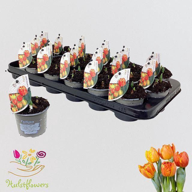 <h4>Tulipa Flaming Baby</h4>