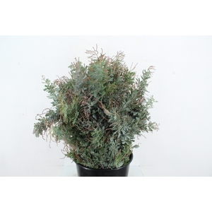 ACACIA MIMOSA BAILEYANA 200GR